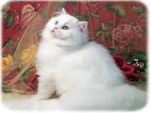 河内人兴起养宠物猫之势